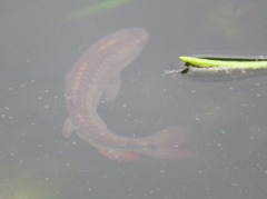 Lebiasina bimaculata