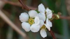 Spiraea prunifolia pseudoprunifolia