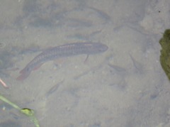 Lebiasina bimaculata