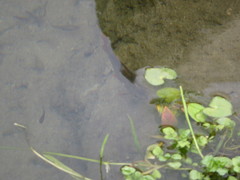 Lebiasina bimaculata