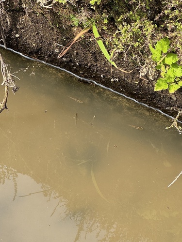 Western Mosquitofish
