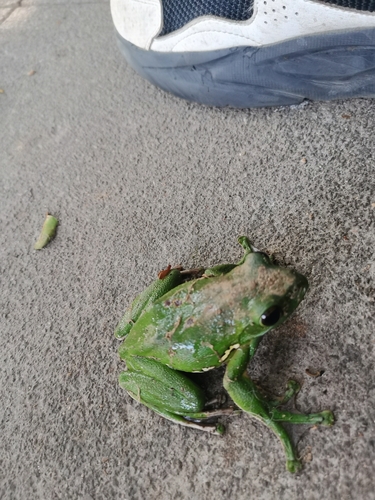 Chinese Flying Frog