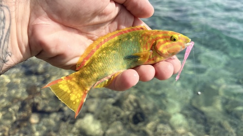 Blue-fin wrasse (Thalassoma lutescens) — Labridae — 2
