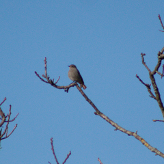 Phoenicurus ochruros gibraltariensis