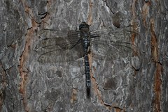 Aeshna caerulea