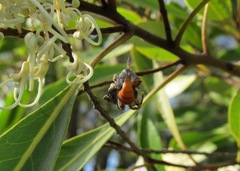 Arkyidae