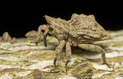 Ouroporopterus squamiventris