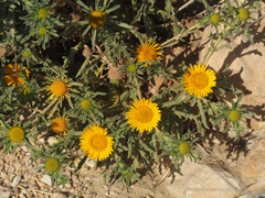 Asteriscus graveolens