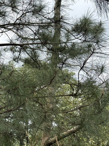 Pinus taiwanensis observed 2026-02-21
