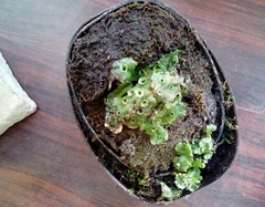 Marchantia polymorpha ruderalis