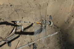 Lindenia tetraphylla