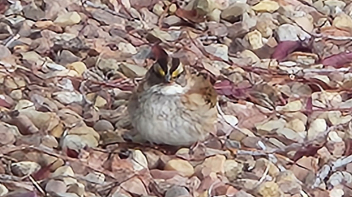 White-throated Sparrow photographed in Montana