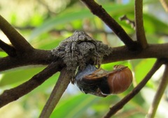 Arkyidae