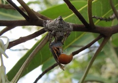 Arkyidae