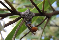 Arkyidae