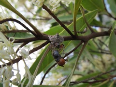 Arkyidae