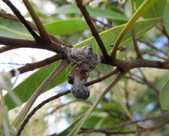 Arkyidae