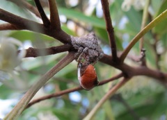 Arkyidae