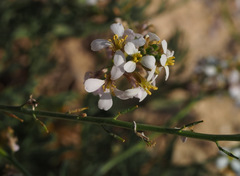 Erucaria rostrata