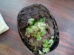 Marchantia polymorpha ruderalis