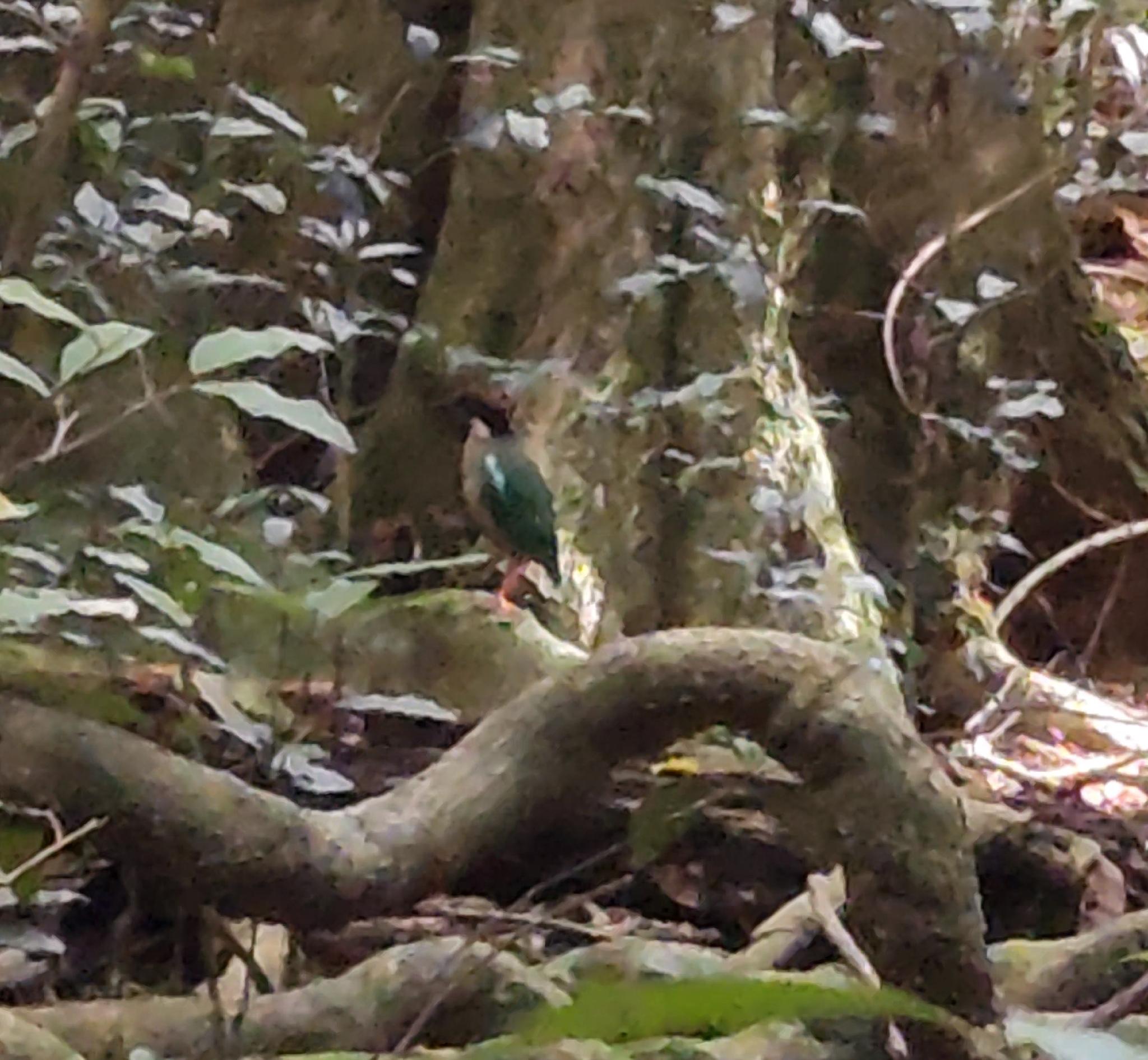 Noisy Pitta (Pitta versicolor), photo 6