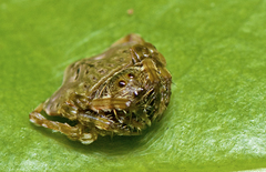 Arkys speechleyi