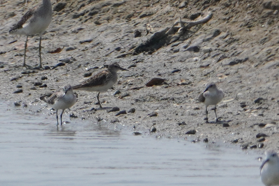 Long-toed Stint (Calidris subminuta), photo 10