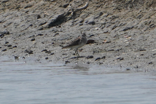 Long-toed Stint (Calidris subminuta), photo 5