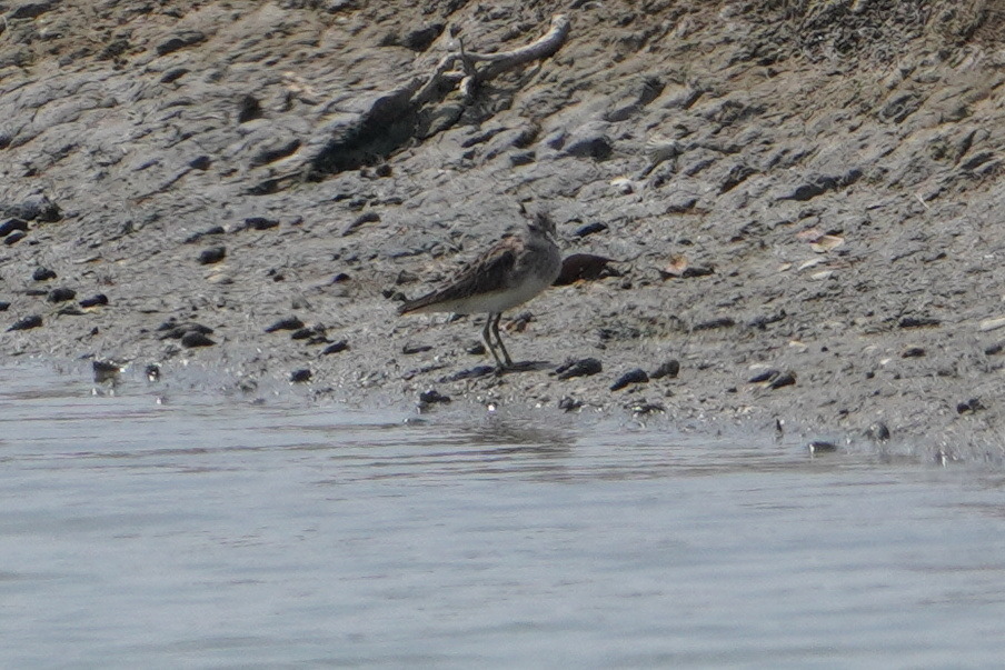 Long-toed Stint (Calidris subminuta), photo 6