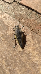 Dicercini
