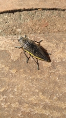 Dicercini
