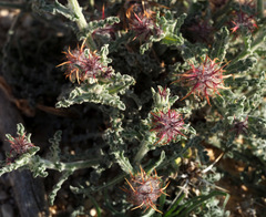 Centaurea aegyptiaca