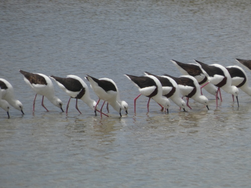 Banded Stilt (Cladorhynchus leucocephalus), photo 5