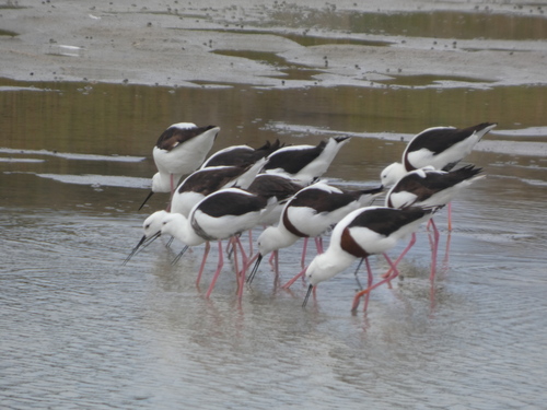 Banded Stilt (Cladorhynchus leucocephalus), photo 6