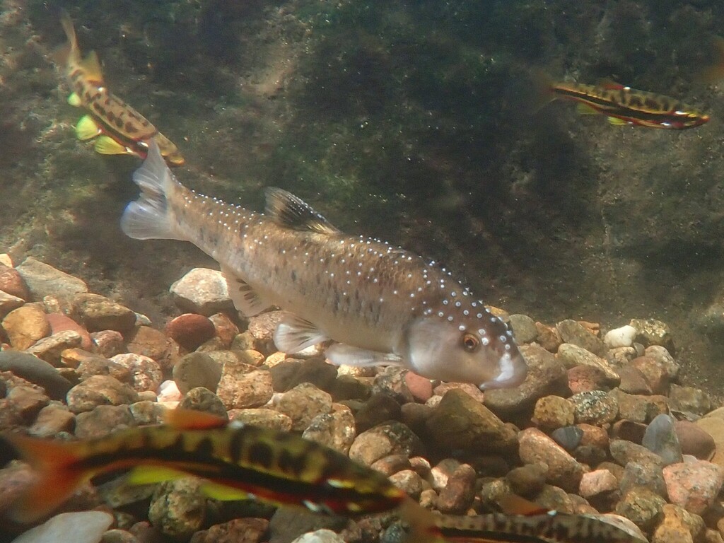 Central stoneroller (Campostoma anomalum) — Cyprinidae