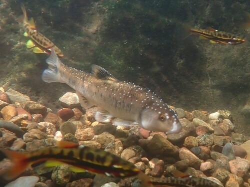 Steenroller (Campostoma anomalum) — Cyprinidae
