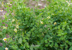 Vicia pisiformis