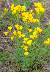 Linum flavum