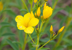 Linum flavum