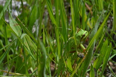 Hyla molleri