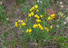 Linum flavum