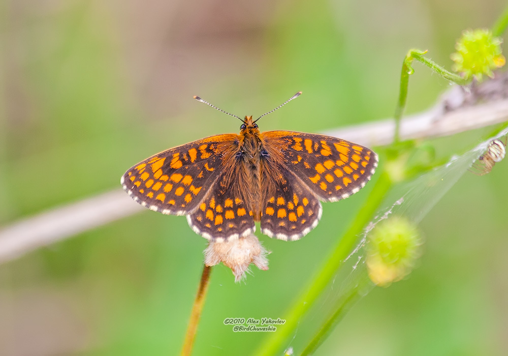Melitaea from Шемуршинский р-н, Чувашская Респ., Россия on June 19 ...