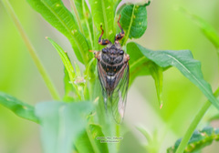 Cicadetta montana