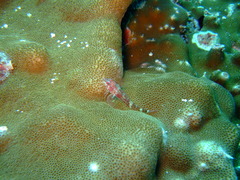 Helcogramma steinitzi