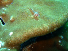 Helcogramma steinitzi
