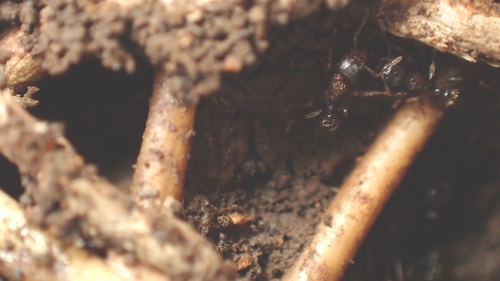 背视图图像 - 土屋さん　