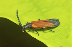 Morpholycus apicalis