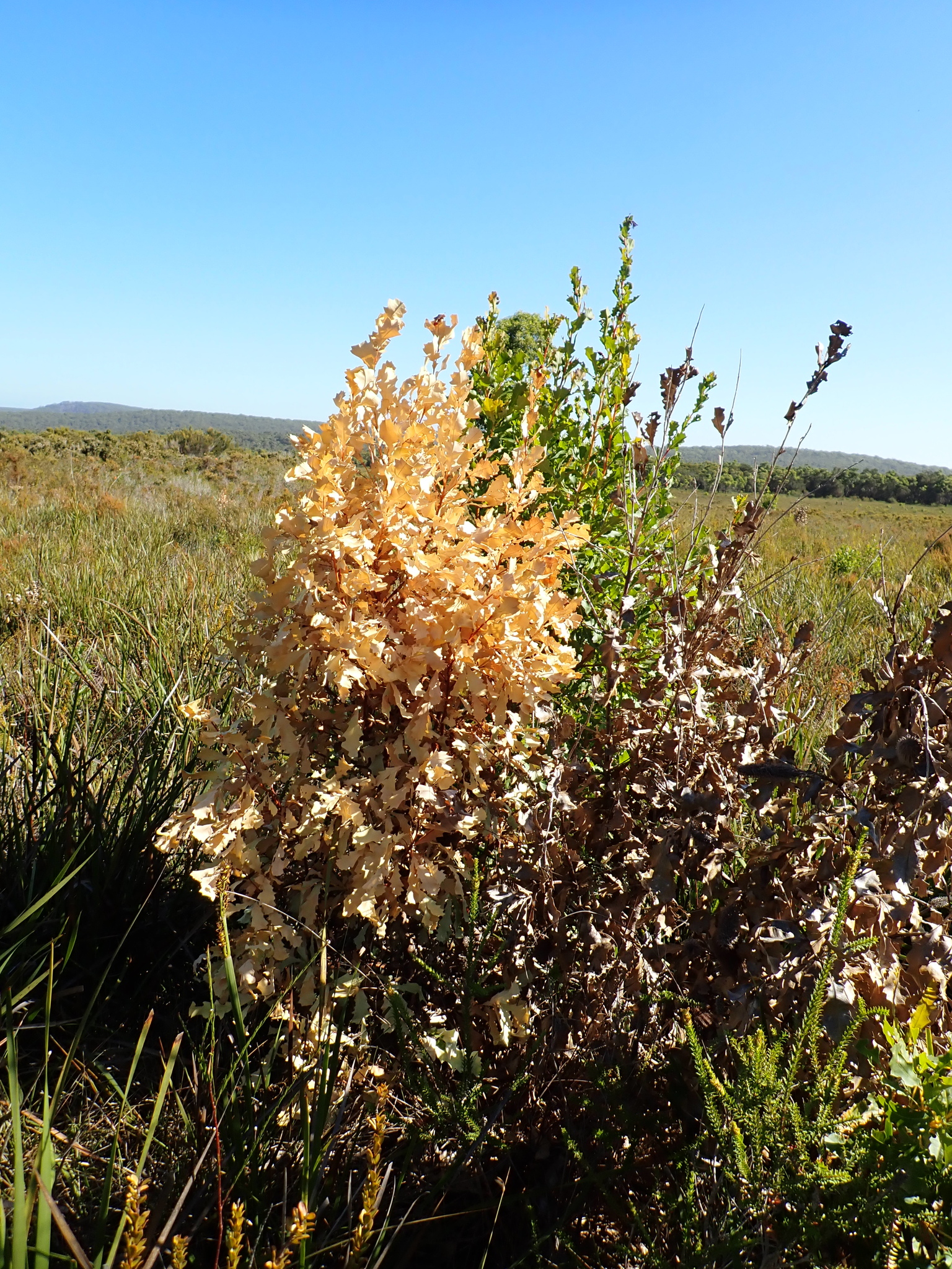 Oak-Leaved Banksia (Banksia quercifolia)