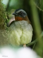 Red-Throated Alethe photo 3