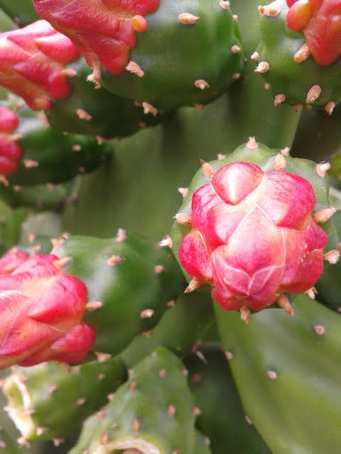 Opuntia cochenillifera
